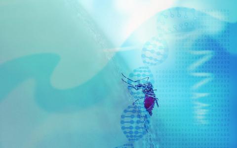 基因驱动替代可能会导致讨厌的昆虫走向死路