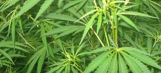 诺华的Sandoz将与Tilray的大麻联盟扩展为全球合作伙伴关系
