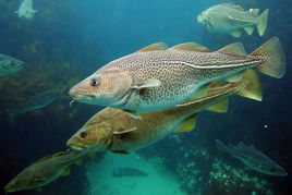 大西洋鳕鱼的性别基因揭晓