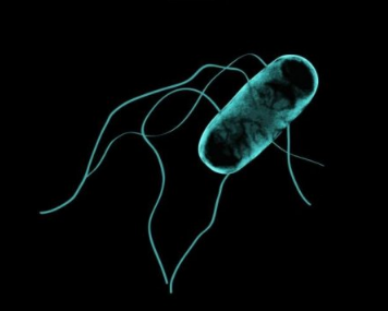 基因表达研究揭示了非洲沙门氏菌的新亮点