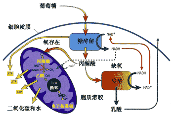 新方法能够对线粒体代谢物进行绝对定量