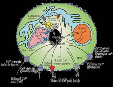 科学家发现了细胞内钙调节的结构线索