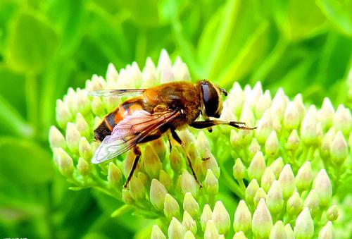 研究人员传播了与蜂群崩溃症有关的蜂病毒的嗡嗡声