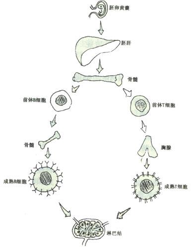 科学家开发了新技术来追踪细胞的发育过程