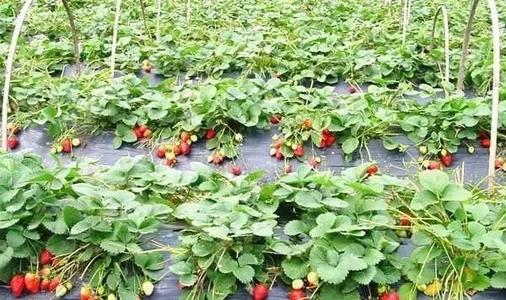 科学家解开了栽培草莓的遗传祖先