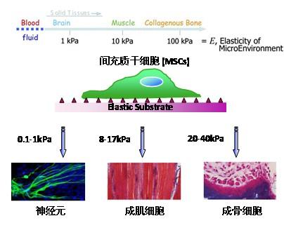 新机制阐明细胞如何迁移