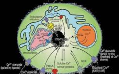 科学家发现了细胞内钙调节的结构线索