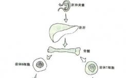 科学家开发了新技术来追踪细胞的发育过程