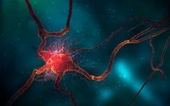 神经干细胞控制着自己的命运