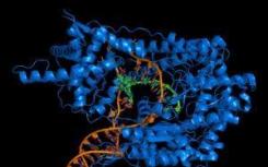 阻断人类分支DNA酶提供了针对癌症的关键酶家族的新方法