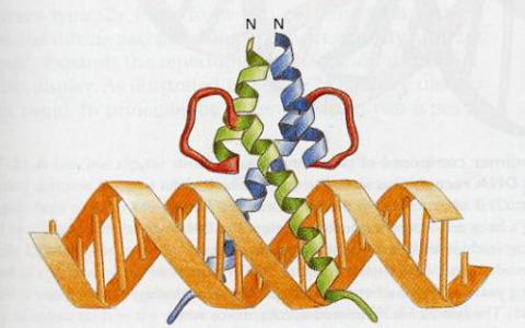 DNA结构影响转录因子的功能