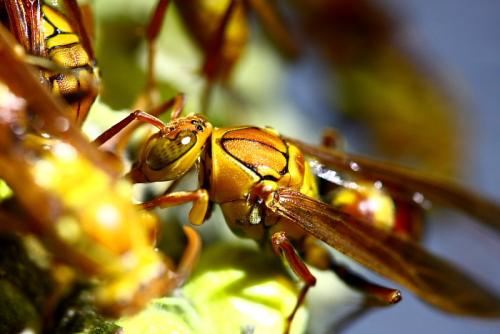 病毒通过改变气味吸引大黄蜂到受感染的植物