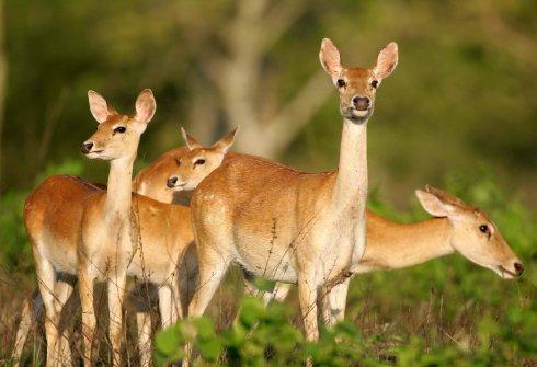 鹿的进化 古代的DNA揭示了新的关系