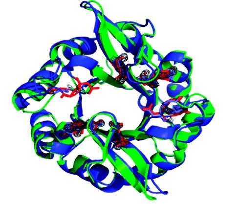 研究人员开发了一类新的人工蛋白质