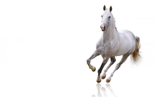 古老的DNA证据追溯了马匹平稳骑行的起源