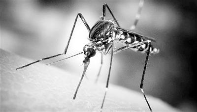 美国发现转基因蚊子不会危害环境