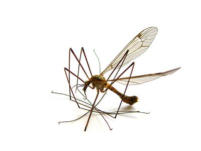 美国批准转基因蚊子测试 但没有即将发布
