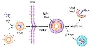 新工具使研究人员能够快速操纵哺乳动物细胞中的蛋白质水平