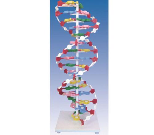 新研究探索DNA的三维结构