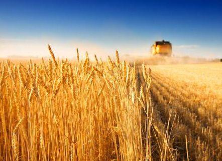 在华盛顿发现未经批准的转基因小麦