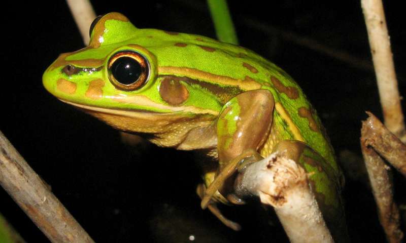 创造的池塘中的青蛙繁殖可能受到疾病和食物供应的影响