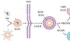 新工具使研究人员能够快速操纵哺乳动物细胞中的蛋白质水平