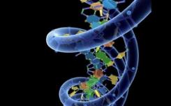 发现对男性有害的DNA突变加强了母亲的诅咒假设