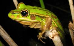 创造的池塘中的青蛙繁殖可能受到疾病和食物供应的影响