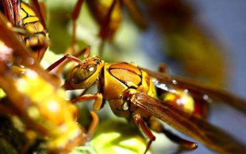 病毒通过改变气味吸引大黄蜂到受感染的植物