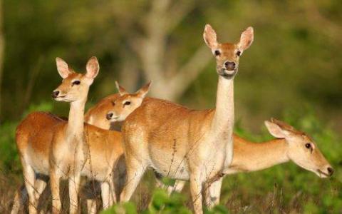 鹿的进化 古代的DNA揭示了新的关系