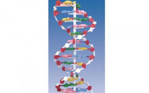 新研究探索DNA的三维结构
