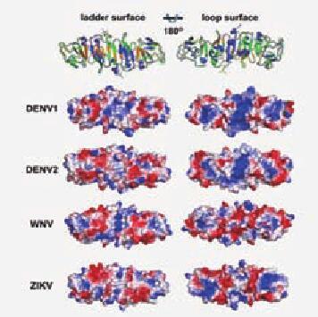 研究人员解决关键的寨卡病毒蛋白质结构