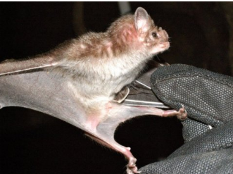 吸血蝙蝠毒液可以成为新医疗的关键
