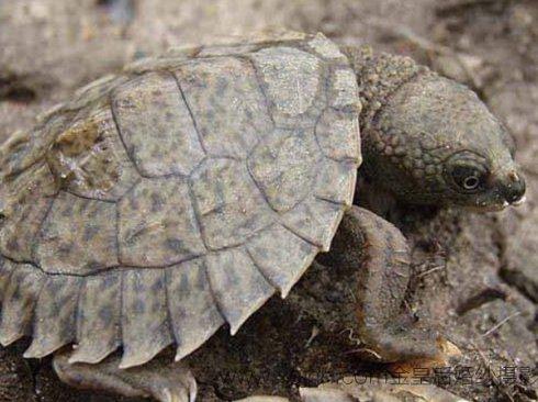 研究人员发现了海龟有贝壳的真正原因