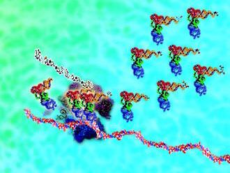 生物化学家获得了核糖体生物发生的新见解