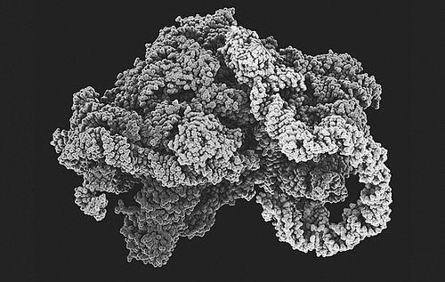 Orthosomycins与任何其他抗生素未使用的细菌核糖体位点结合