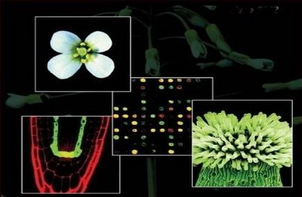 在拟南芥的1001个基因组和表观基因组中发现了广泛的变异