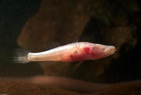 洞穴栖息鱼可以提供保持糖尿病健康的线索