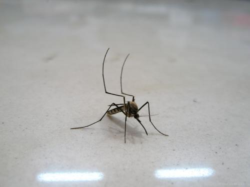 蚊子的侵入性成功归因于其遗传变异性