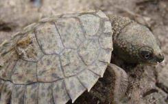 研究人员发现了海龟有贝壳的真正原因