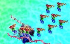 生物化学家获得了核糖体生物发生的新见解