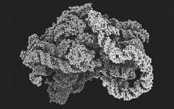 Orthosomycins与任何其他抗生素未使用的细菌核糖体位点结合