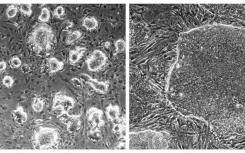 定义一个天真的干细胞意味着什么