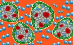 生物学家逐个细胞开发完整动物的3D计算机模型