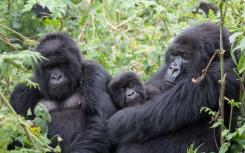 咀嚼的植物有助于检测野生山地大猩猩和猴子的病毒