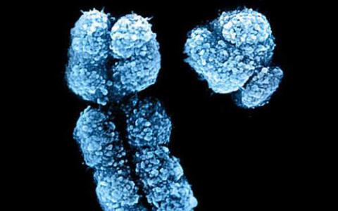 科学家们解开了巴尔的非活性X染色体