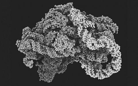 Orthosomycins与任何其他抗生素未使用的细菌核糖体位点结合