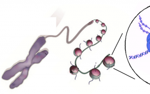 对组蛋白的新研究提供了对基因调控的更好理解