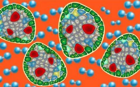 生物学家逐个细胞开发完整动物的3D计算机模型