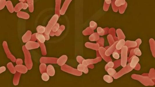 根据生长和时间 个体分枝杆菌对抗生素的反应不同